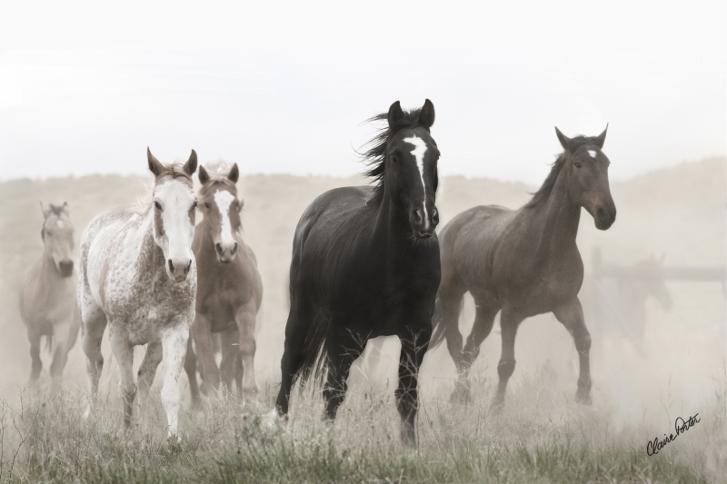 Out of the Dust by artist Claire Porter